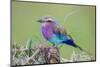 Africa. Tanzania. Lilac-breasted roller in Serengeti National Park.-Ralph H. Bendjebar-Mounted Photographic Print