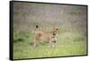 Africa, Tanzania. Lioness in flowery grass.-Jaynes Gallery-Framed Stretched Canvas