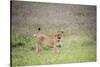 Africa, Tanzania. Lioness in flowery grass.-Jaynes Gallery-Stretched Canvas