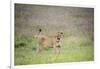 Africa, Tanzania. Lioness in flowery grass.-Jaynes Gallery-Framed Photographic Print