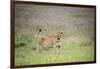 Africa, Tanzania. Lioness in flowery grass.-Jaynes Gallery-Framed Photographic Print