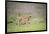 Africa, Tanzania. Lioness in flowery grass.-Jaynes Gallery-Framed Photographic Print