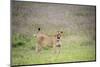 Africa, Tanzania. Lioness in flowery grass.-Jaynes Gallery-Mounted Photographic Print