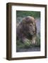 Africa. Tanzania. Male African Lion after a rainstorm at Ndutu, Serengeti National Park.-Ralph H. Bendjebar-Framed Photographic Print