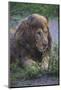 Africa. Tanzania. Male African Lion after a rainstorm at Ndutu, Serengeti National Park.-Ralph H. Bendjebar-Mounted Photographic Print