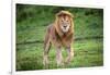 Africa. Tanzania. Male African Lion at Ndutu, Serengeti National Park.-Ralph H. Bendjebar-Framed Photographic Print