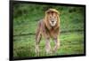 Africa. Tanzania. Male African Lion at Ndutu, Serengeti National Park.-Ralph H. Bendjebar-Framed Photographic Print