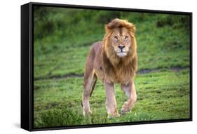 Africa. Tanzania. Male African Lion at Ndutu, Serengeti National Park.-Ralph H. Bendjebar-Framed Stretched Canvas