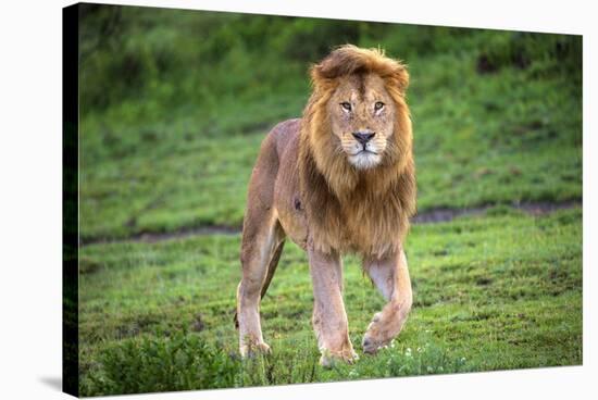 Africa. Tanzania. Male African Lion at Ndutu, Serengeti National Park.-Ralph H. Bendjebar-Stretched Canvas