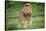 Africa. Tanzania. Male African Lion at Ndutu, Serengeti National Park.-Ralph H. Bendjebar-Stretched Canvas