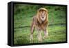 Africa. Tanzania. Male African Lion at Ndutu, Serengeti National Park.-Ralph H. Bendjebar-Framed Stretched Canvas