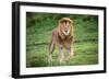 Africa. Tanzania. Male African Lion at Ndutu, Serengeti National Park.-Ralph H. Bendjebar-Framed Photographic Print