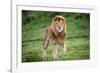 Africa. Tanzania. Male African Lion at Ndutu, Serengeti National Park.-Ralph H. Bendjebar-Framed Photographic Print