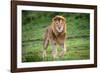 Africa. Tanzania. Male African Lion at Ndutu, Serengeti National Park.-Ralph H. Bendjebar-Framed Photographic Print