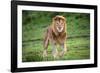 Africa. Tanzania. Male African Lion at Ndutu, Serengeti National Park.-Ralph H. Bendjebar-Framed Photographic Print