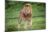 Africa. Tanzania. Male African Lion at Ndutu, Serengeti National Park.-Ralph H. Bendjebar-Mounted Photographic Print