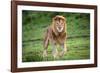 Africa. Tanzania. Male African Lion at Ndutu, Serengeti National Park.-Ralph H. Bendjebar-Framed Photographic Print