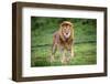 Africa. Tanzania. Male African Lion at Ndutu, Serengeti National Park.-Ralph H. Bendjebar-Framed Photographic Print