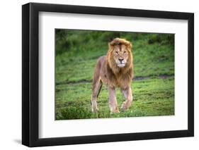 Africa. Tanzania. Male African Lion at Ndutu, Serengeti National Park.-Ralph H. Bendjebar-Framed Photographic Print