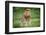 Africa. Tanzania. Male African Lion at Ndutu, Serengeti National Park.-Ralph H. Bendjebar-Framed Photographic Print