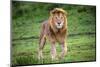 Africa. Tanzania. Male African Lion at Ndutu, Serengeti National Park.-Ralph H. Bendjebar-Mounted Photographic Print