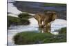 Africa. Tanzania. Male African Lion at Ndutu, Serengeti National Park.-Ralph H. Bendjebar-Stretched Canvas