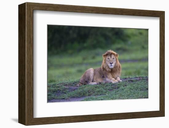 Africa. Tanzania. Male African Lion at Ndutu, Serengeti National Park.-Ralph H. Bendjebar-Framed Photographic Print