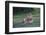 Africa. Tanzania. Male African Lion at Ndutu, Serengeti National Park.-Ralph H. Bendjebar-Framed Photographic Print