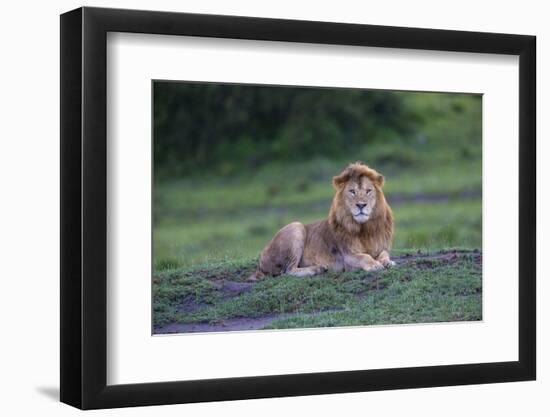 Africa. Tanzania. Male African Lion at Ndutu, Serengeti National Park.-Ralph H. Bendjebar-Framed Photographic Print