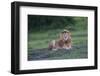 Africa. Tanzania. Male African Lion at Ndutu, Serengeti National Park.-Ralph H. Bendjebar-Framed Photographic Print