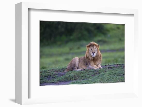 Africa. Tanzania. Male African Lion at Ndutu, Serengeti National Park.-Ralph H. Bendjebar-Framed Photographic Print