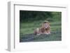 Africa. Tanzania. Male African Lion at Ndutu, Serengeti National Park.-Ralph H. Bendjebar-Framed Photographic Print