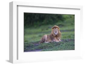 Africa. Tanzania. Male African Lion at Ndutu, Serengeti National Park.-Ralph H. Bendjebar-Framed Photographic Print