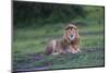 Africa. Tanzania. Male African Lion at Ndutu, Serengeti National Park.-Ralph H. Bendjebar-Mounted Photographic Print