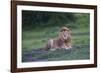 Africa. Tanzania. Male African Lion at Ndutu, Serengeti National Park.-Ralph H. Bendjebar-Framed Photographic Print