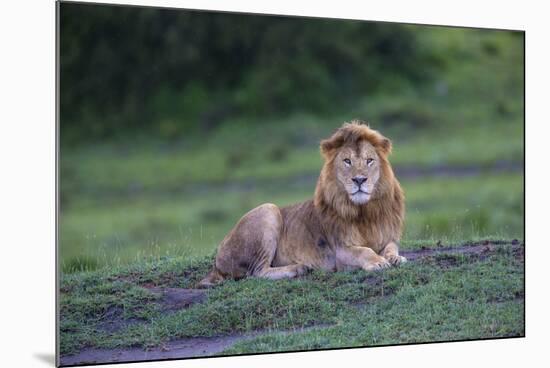 Africa. Tanzania. Male African Lion at Ndutu, Serengeti National Park.-Ralph H. Bendjebar-Mounted Photographic Print