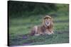 Africa. Tanzania. Male African Lion at Ndutu, Serengeti National Park.-Ralph H. Bendjebar-Stretched Canvas