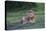 Africa. Tanzania. Male African Lion at Ndutu, Serengeti National Park.-Ralph H. Bendjebar-Stretched Canvas