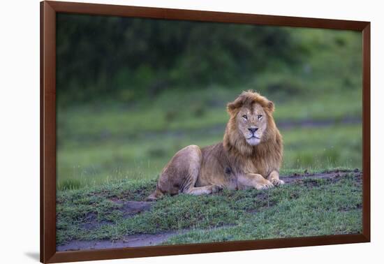 Africa. Tanzania. Male African Lion at Ndutu, Serengeti National Park.-Ralph H. Bendjebar-Framed Photographic Print