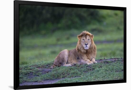 Africa. Tanzania. Male African Lion at Ndutu, Serengeti National Park.-Ralph H. Bendjebar-Framed Photographic Print