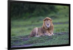 Africa. Tanzania. Male African Lion at Ndutu, Serengeti National Park.-Ralph H. Bendjebar-Framed Photographic Print