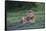 Africa. Tanzania. Male African Lion at Ndutu, Serengeti National Park.-Ralph H. Bendjebar-Framed Stretched Canvas