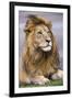 Africa. Tanzania. Male African Lion at Ndutu, Serengeti National Park.-Ralph H. Bendjebar-Framed Premium Photographic Print