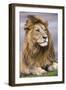 Africa. Tanzania. Male African Lion at Ndutu, Serengeti National Park.-Ralph H. Bendjebar-Framed Photographic Print