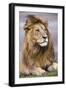 Africa. Tanzania. Male African Lion at Ndutu, Serengeti National Park.-Ralph H. Bendjebar-Framed Photographic Print