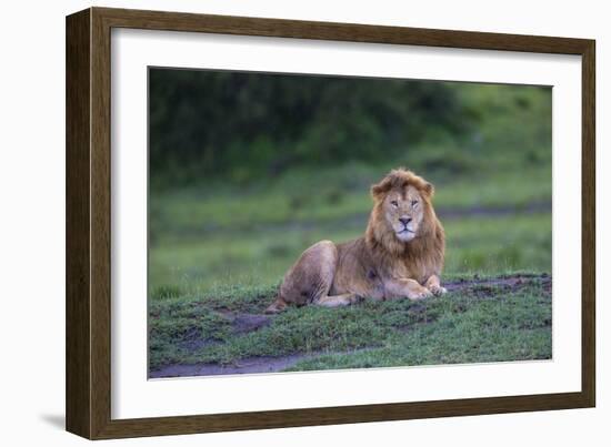 Africa. Tanzania. Male African Lion at Ndutu, Serengeti National Park.-Ralph H. Bendjebar-Framed Photographic Print