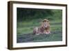 Africa. Tanzania. Male African Lion at Ndutu, Serengeti National Park.-Ralph H. Bendjebar-Framed Photographic Print