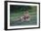 Africa. Tanzania. Male African Lion at Ndutu, Serengeti National Park.-Ralph H. Bendjebar-Framed Photographic Print