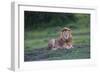 Africa. Tanzania. Male African Lion at Ndutu, Serengeti National Park.-Ralph H. Bendjebar-Framed Photographic Print