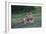 Africa. Tanzania. Male African Lion at Ndutu, Serengeti National Park.-Ralph H. Bendjebar-Framed Photographic Print